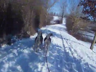 malamute au traineau 2/2