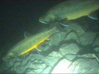 l'omble chevalier au lac Léman