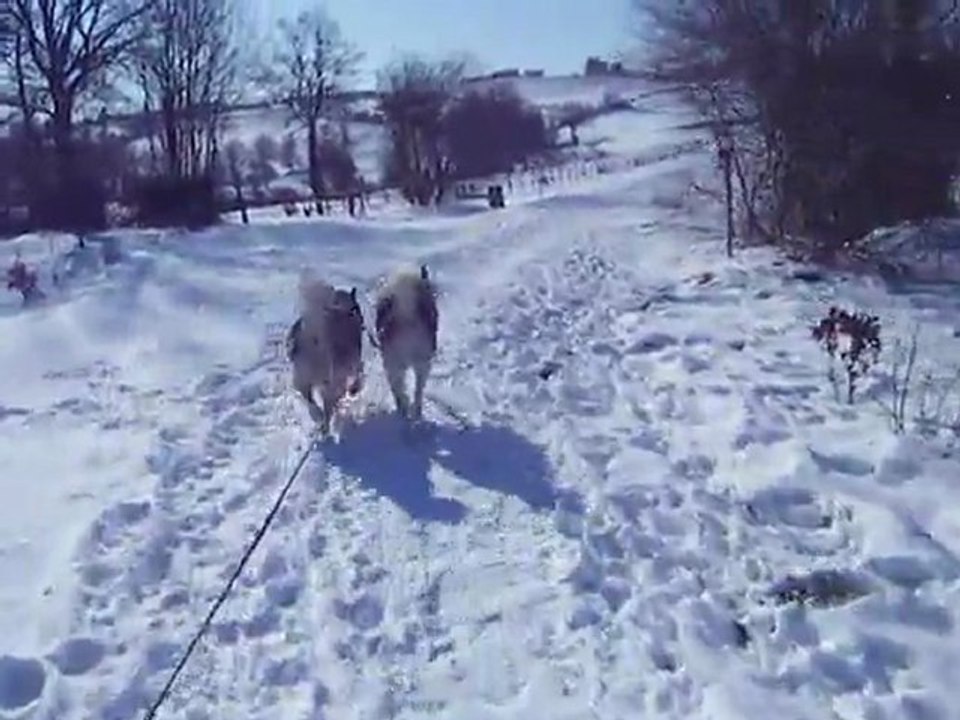 malamute au traineau 2/4