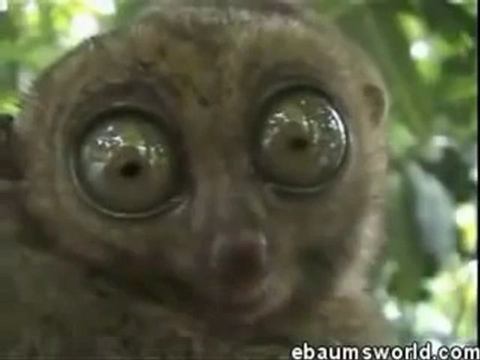 Lemur dramàtic