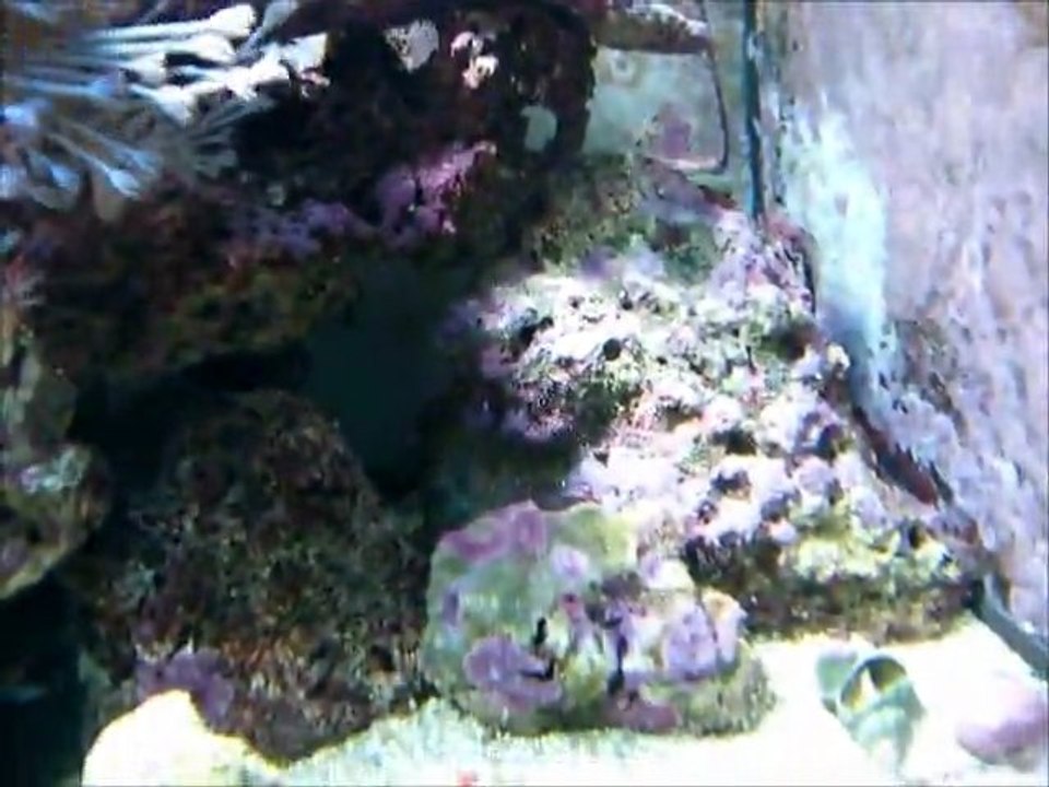 mon petit morceau de recif