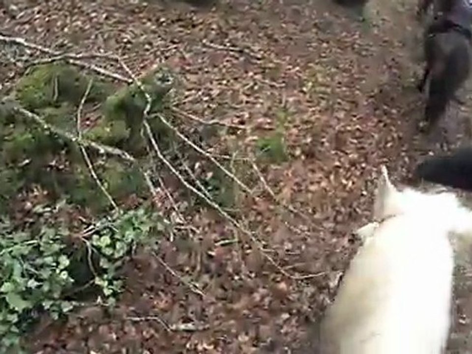 Balade Bois du Nevet - CE du Juch (HD)