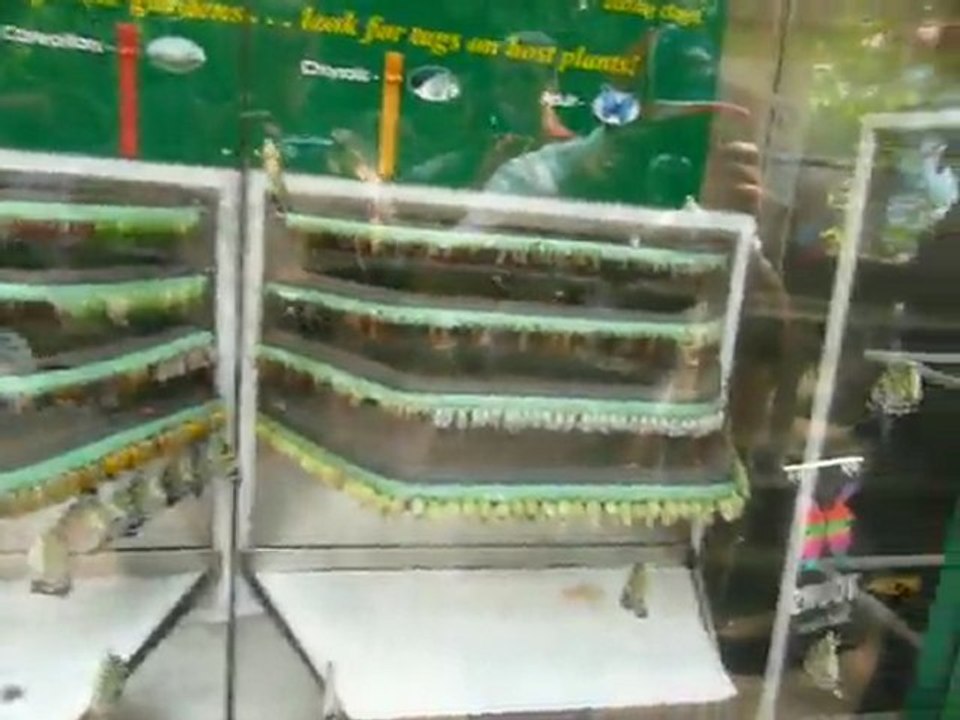 CRUISE (SF)-2010 035