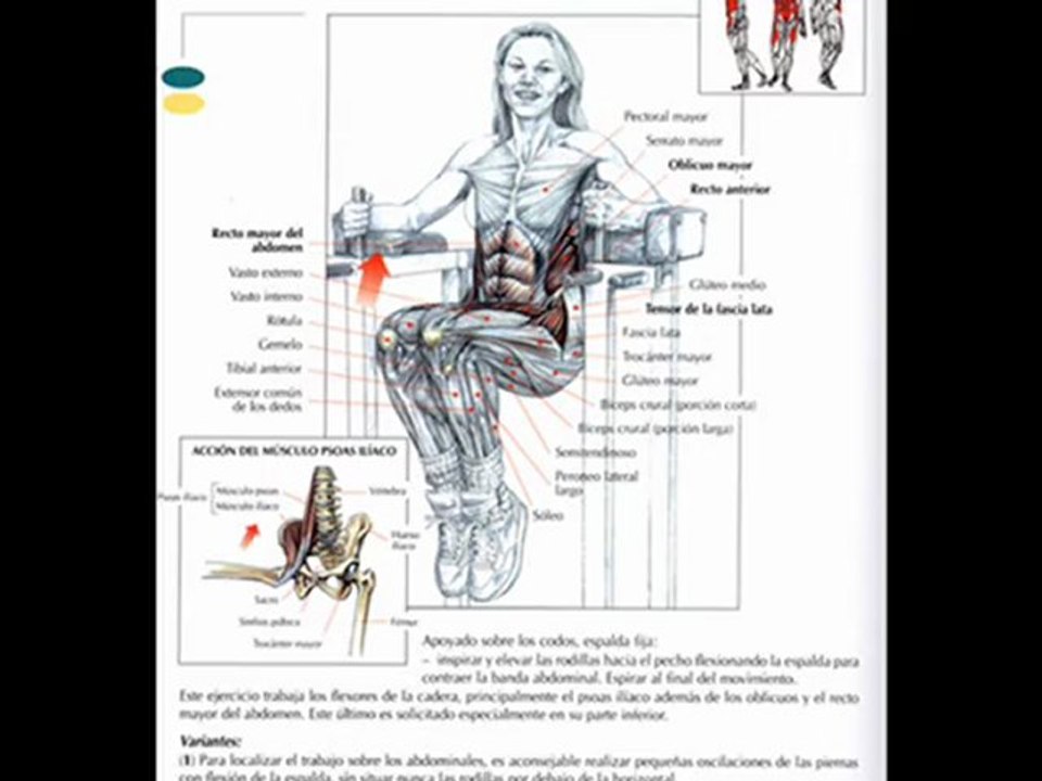 Ejercicios Abdominales (completa selección)
