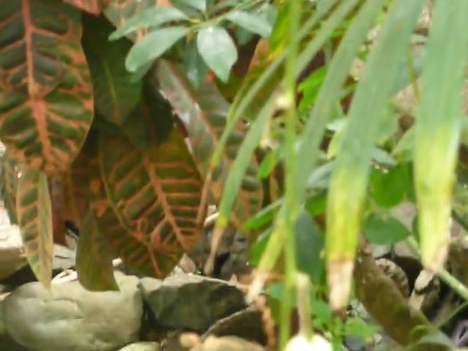 CRUISE (VIKTORIA)-2010 004