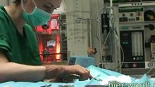 Dierenarts Hornstra Arnhem - Operatie