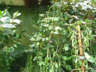 CRUISE (VIKTORIA)-2010 007