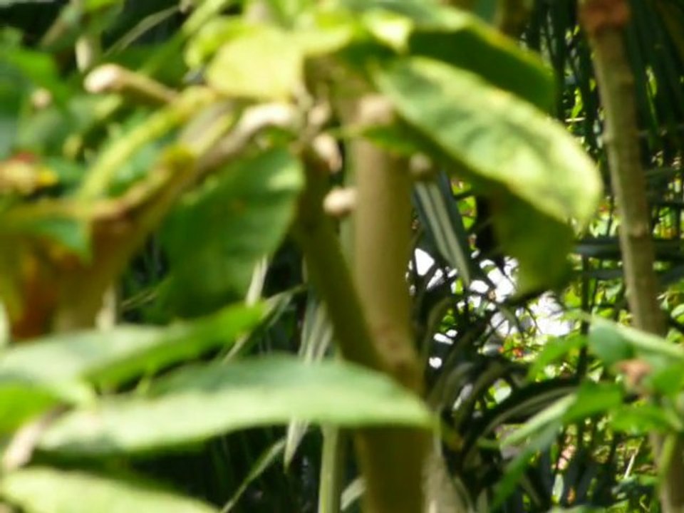 CRUISE (VIKTORIA)-2010 013