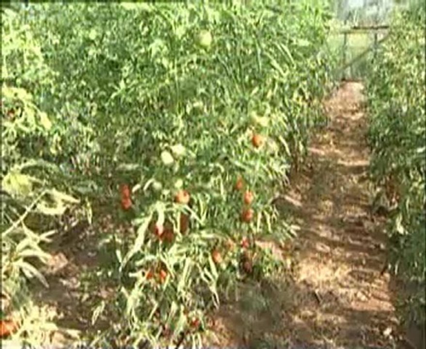 örtü altı sebzelerde sulama ve gübreleme