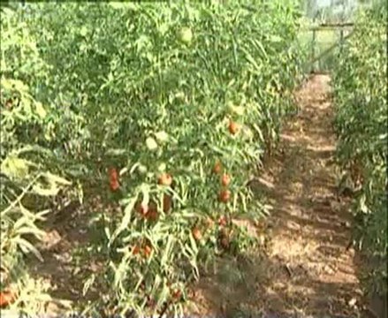 örtü altı sebzelerde sulama ve gübreleme