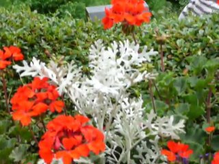 CRUISE (VIKTORIA)-2010 027