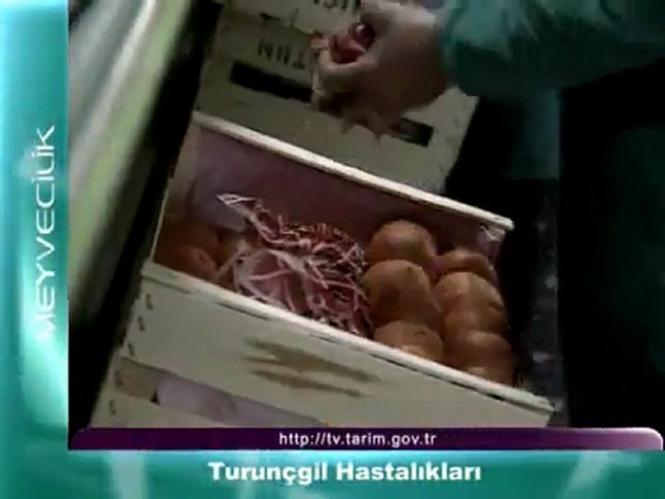 Turuncgil Hastalıkları