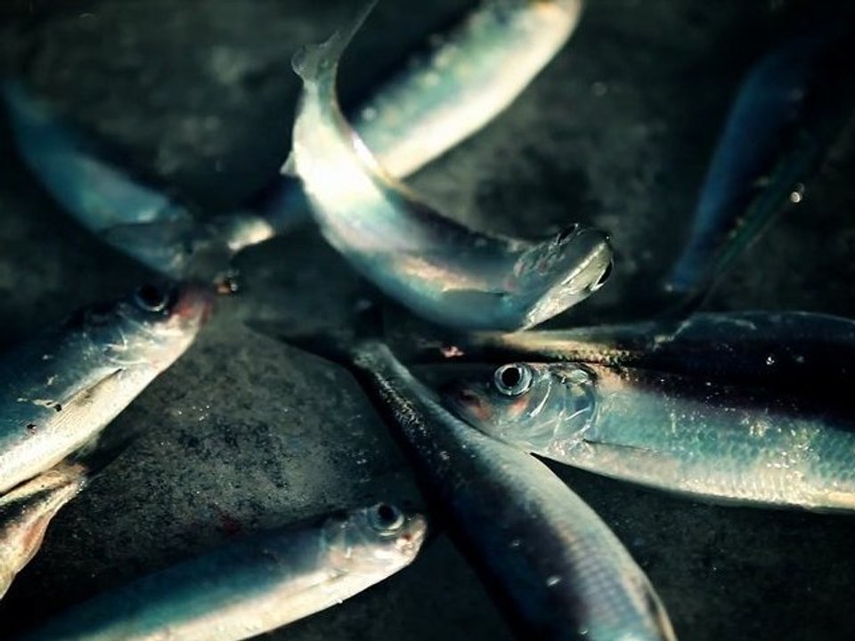 Fishing Time