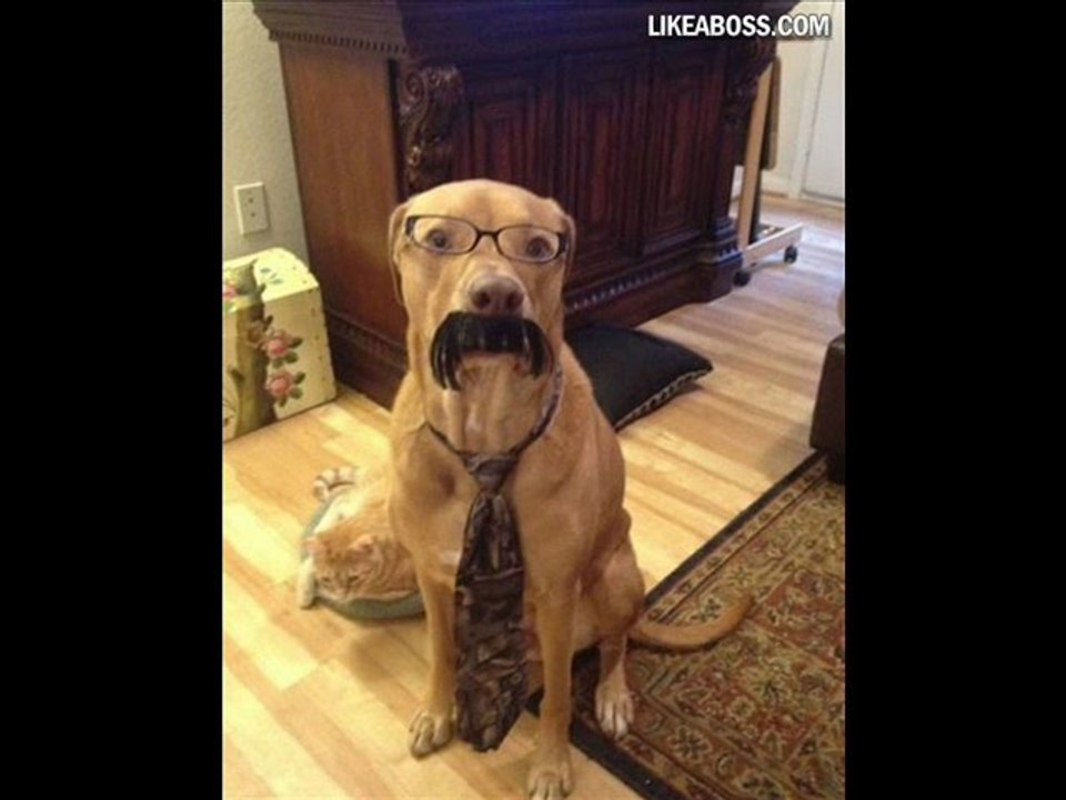 Funny Pictures - Likeaboss.com