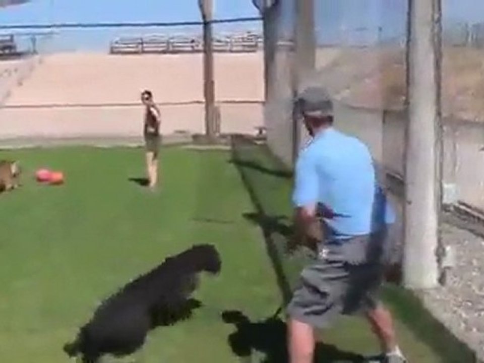 Jugando con el gato