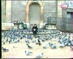 morning live  avec les pigeons