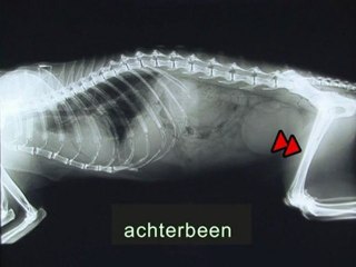 Dierenarts Hornstra Arnhem - Rontgen