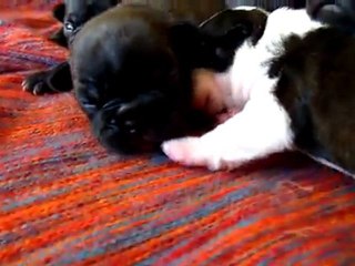 chiots chanel 30-01-12