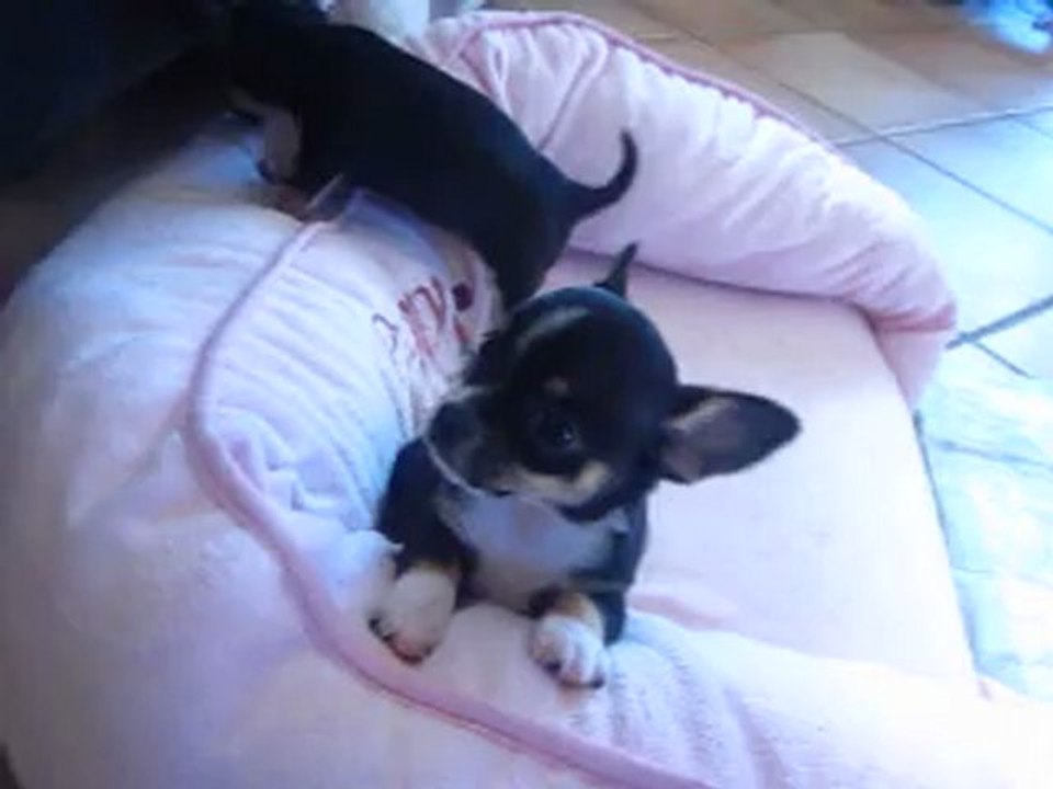 MVI_4146 Chiots de Fiona , à l'âge de six semaines lof