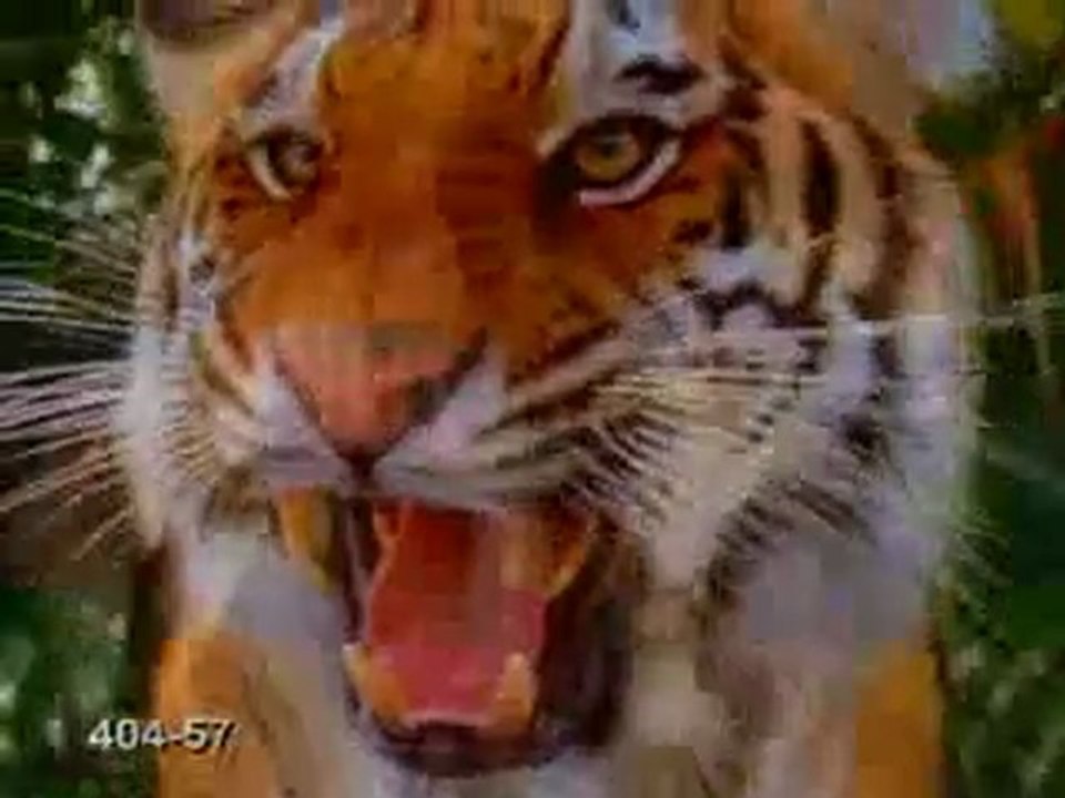 Animaux