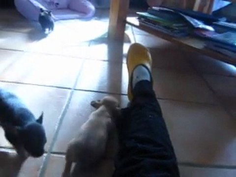 MVI_4145 Portée de Fiona , nés le 17/12/2011, vidéo à six semaines lof !