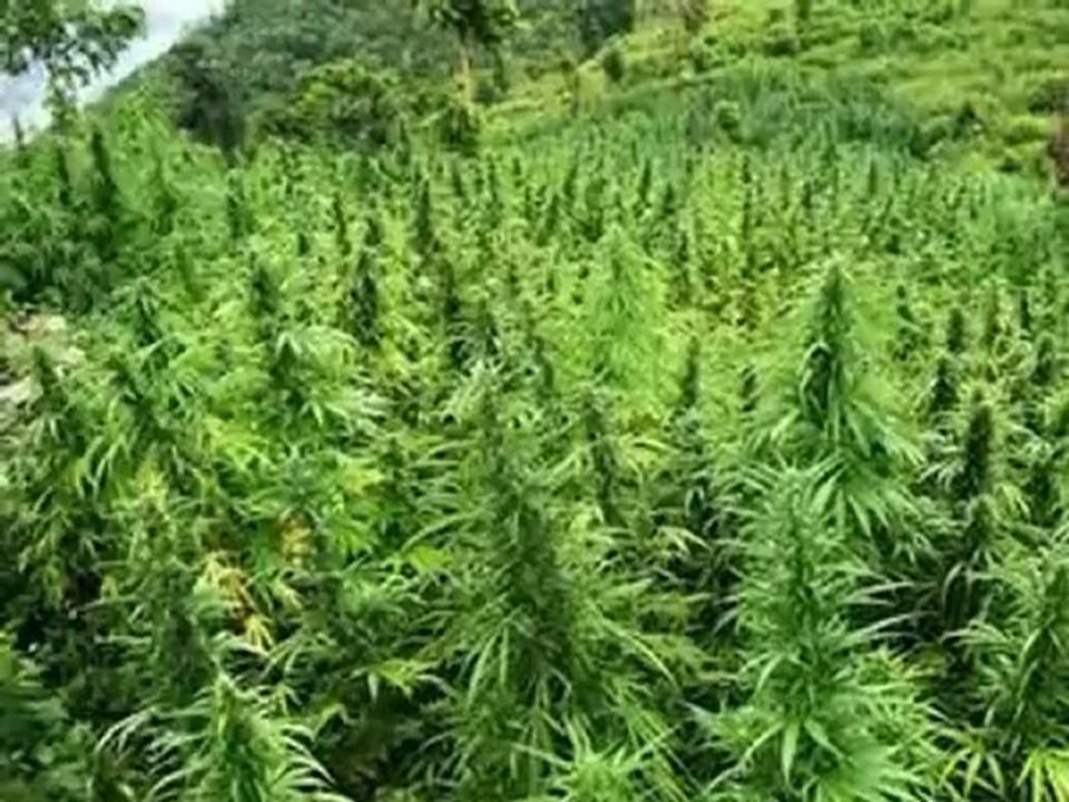 Jamaica.