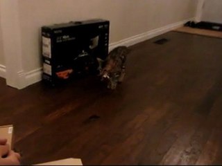 Rumble the Cat Playing Fetch Linus Cat Tip #6