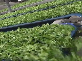 La vie de la Mache chez Rives de Loire