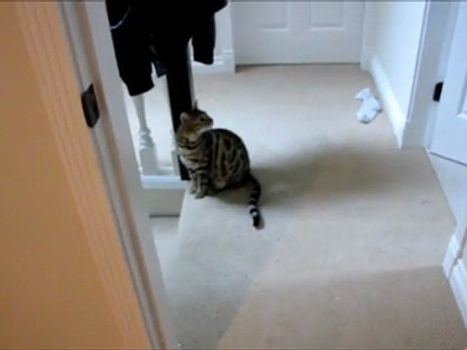 Rocket's New Hiding Place Linus Cat Tip #21