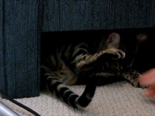 Rocket Chases a Ball Under the Chair Linus Cat Tips
