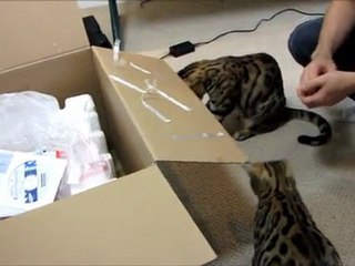 Rocket & Rumble Attack Tape Stuck to a Box Linus Cat Tips