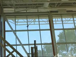 There's a Bird in the Gym at My Local Badminton Center Linus Cat Tips