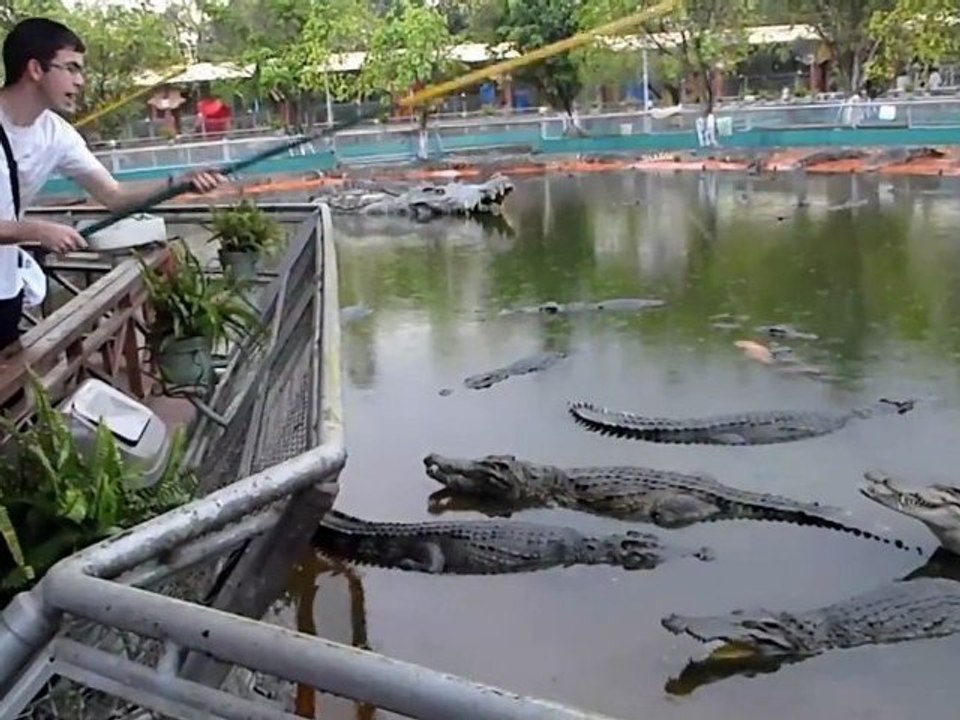 A la pêche du croco