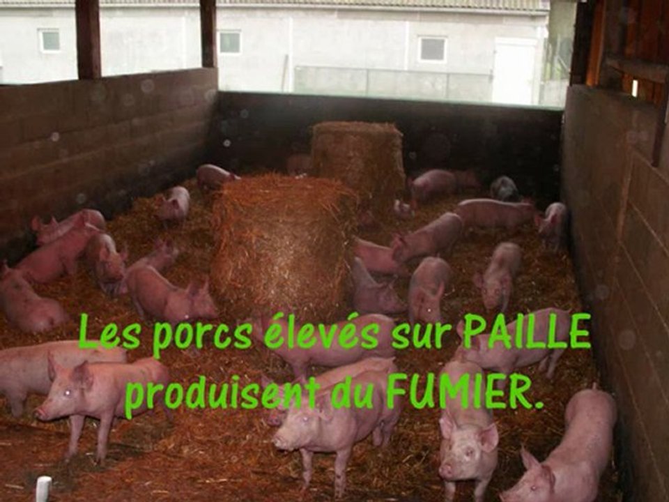 Le cycle des effluents en élevage porcin