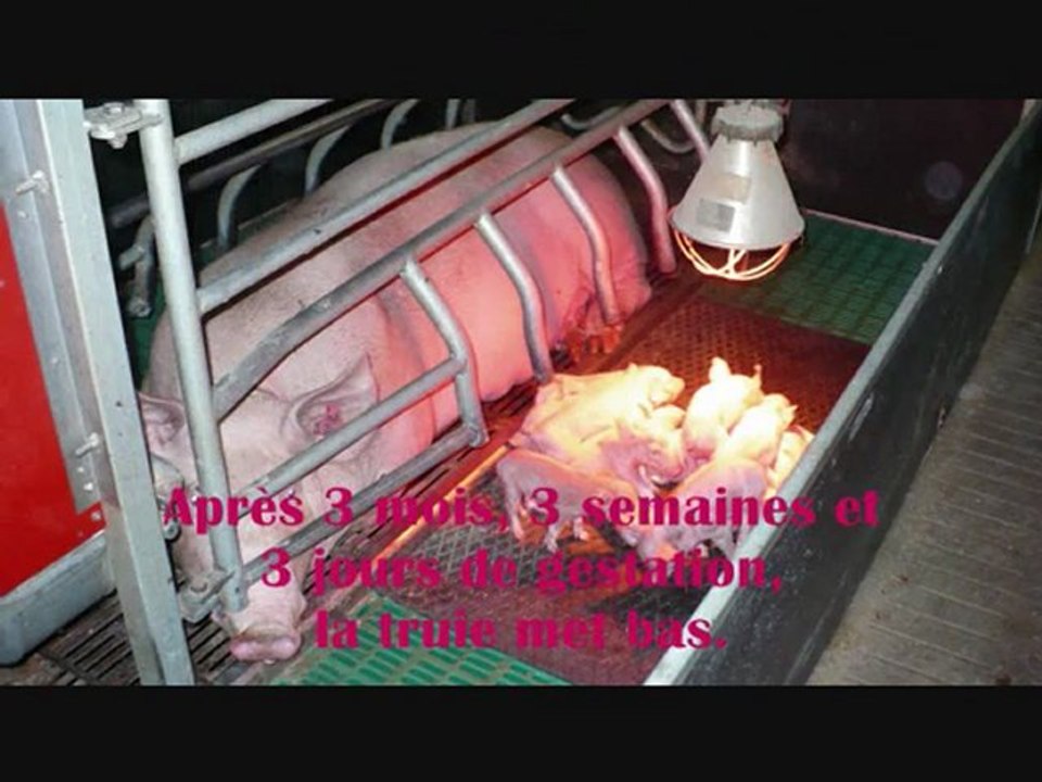 La reproduction chez les porcs d'élevage