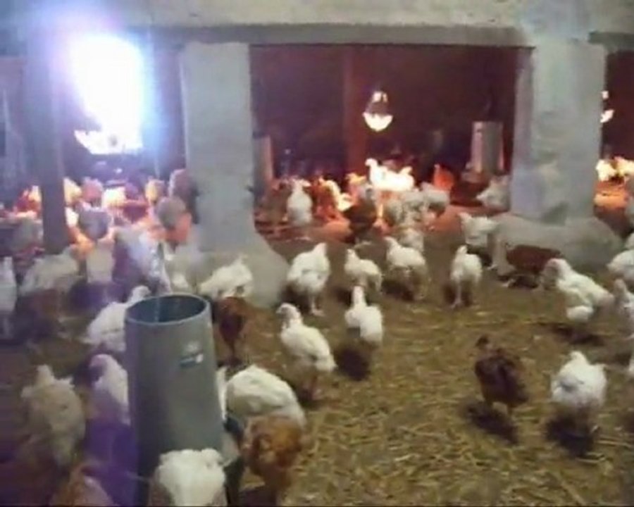 L'aviculture pour les nuls