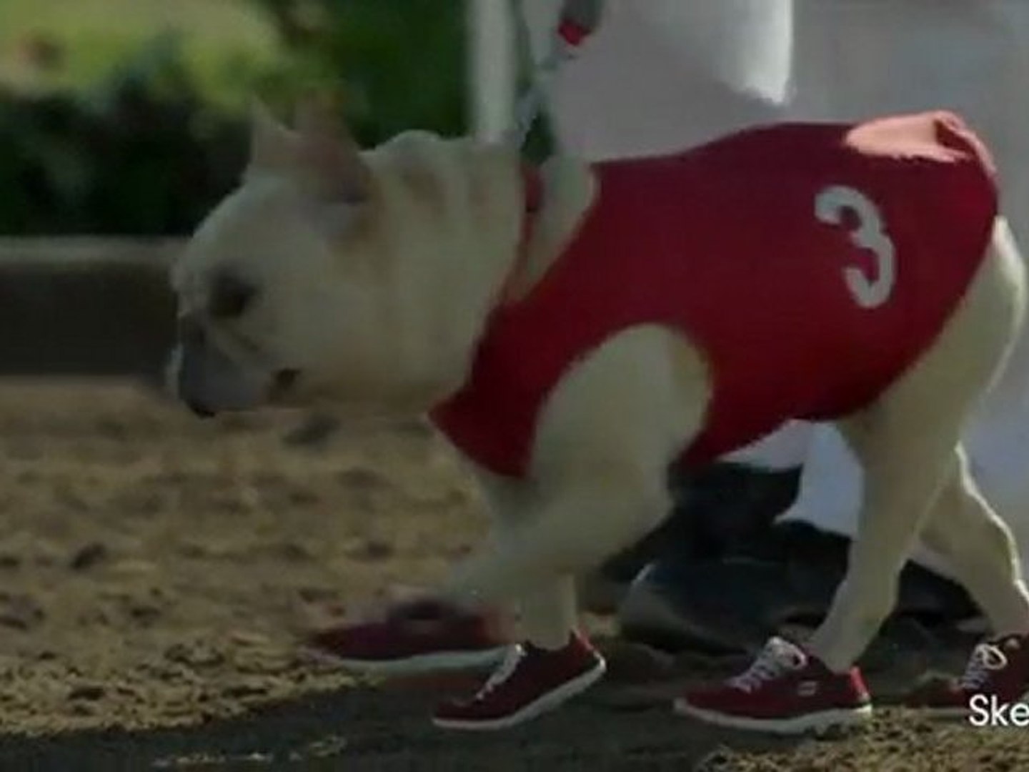 skechers go run commercial with dog
