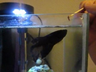 saut poisson combattant