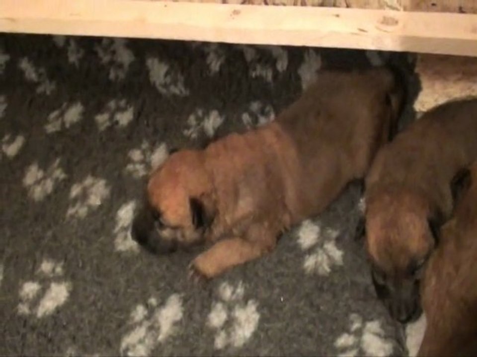 Chiots Laekenois 17 jours