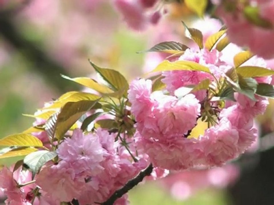 Zeki Müren - Dost Bildiklerim -