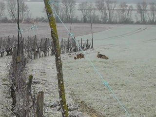 Brevet de chasse chien courant 30 Janvier 2012 dans les 2 sevres chez J.M LAIDET (suite2)
