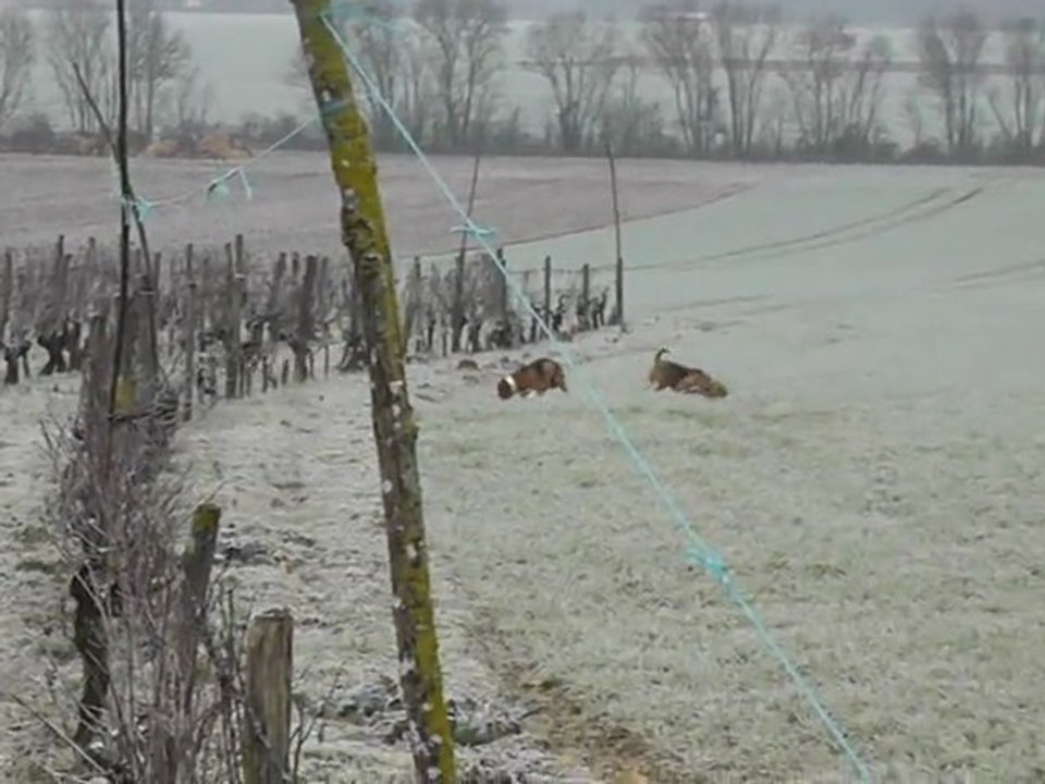 Brevet de chasse chien courant 30 Janvier 2012 dans les 2 sevres chez J.M LAIDET (suite2)