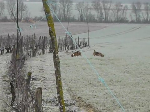 Brevet de chasse chien courant 30 Janvier 2012 dans les 2 sevres chez J.M LAIDET (suite2)