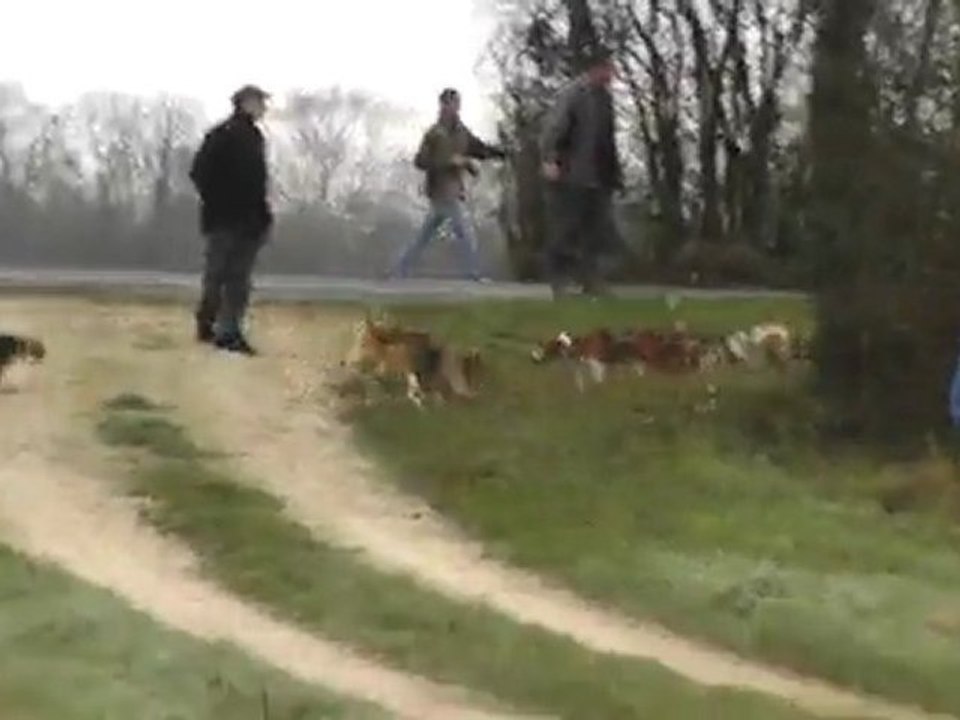 Brevet de chasse chien courant 30 Janvier 2012 dans les 2 sevres chez J.M LAIDET (suite3)