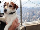 Uggie The Dog Retiring But Not Before The Oscars