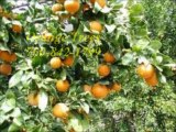 Carlsbad Citrus and Fruit Trees / 760-842-1799 / Avocado Trees Carlsbad