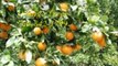 Fallbrook Citrus and Fruit Trees / 760-842-1799 / Avocado Trees Fallbrook