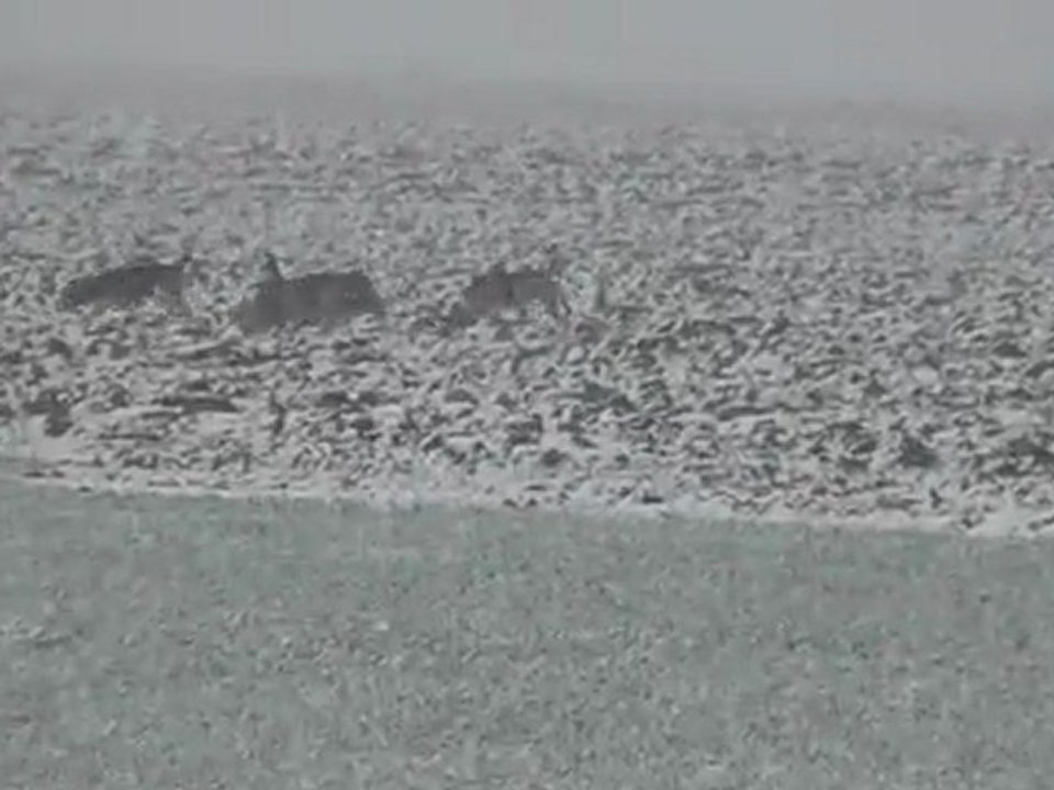 Brevet de chasse chien courant 30 Janvier 2012 dans les 2 sevres chez J.M LAIDET (2)