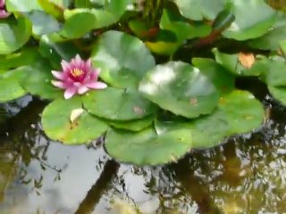 CRUISE (VIKTORIA)-2010 043