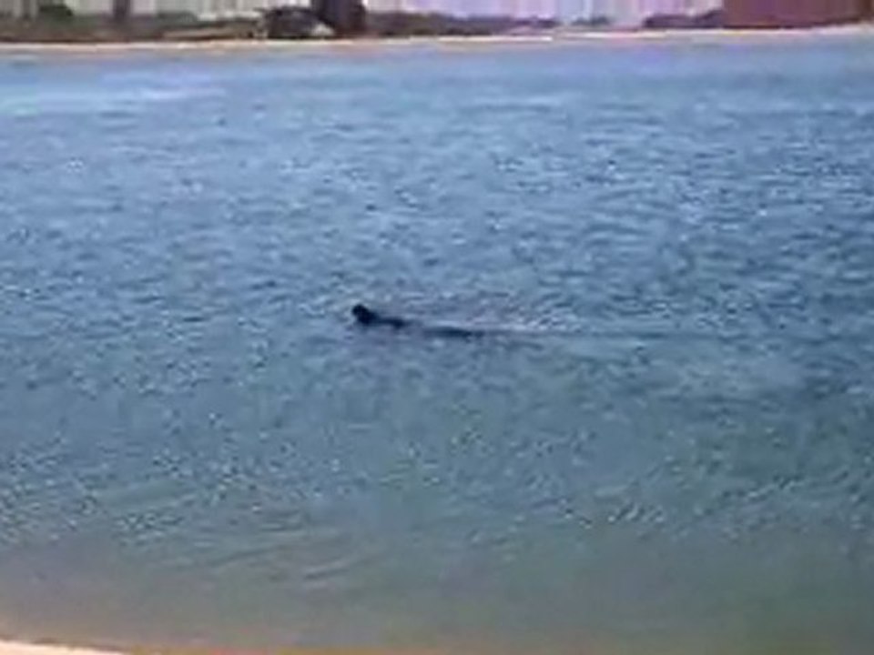 Pounawea Bay - Phoque